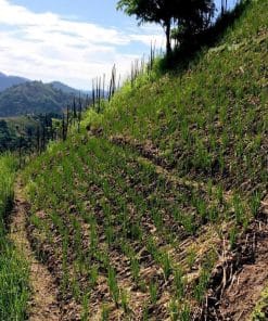 Trồng cỏ vetiver tránh sạt lở