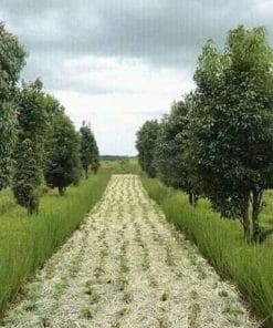 Trồng cỏ vetiver cho vườn cây ăn trái