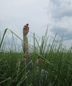 Độ cao của cỏ vetiver trưởng thành