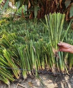 Quy cách cỏ Vetiver dài từ 30cm đến 40cm