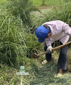 Khai thác cỏ vetiver tại Phúc An
