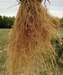 Bộ rễ đồ sộ cỏ vetiver