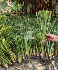 Tép cỏ Vetiver cứng cáp sẵn sàng xuống giống cho công trình