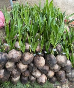 Cây giống dừa xiêm xanh công trình chuẩn bị giao cho khách
