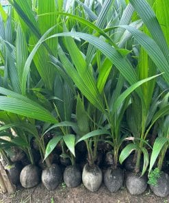 Cây giống dừa xiêm xanh thường (cây cao) vẫn cho trái rất ngon ngọt, chỉ là ít trái hơn dừa xiêm lùn rặc