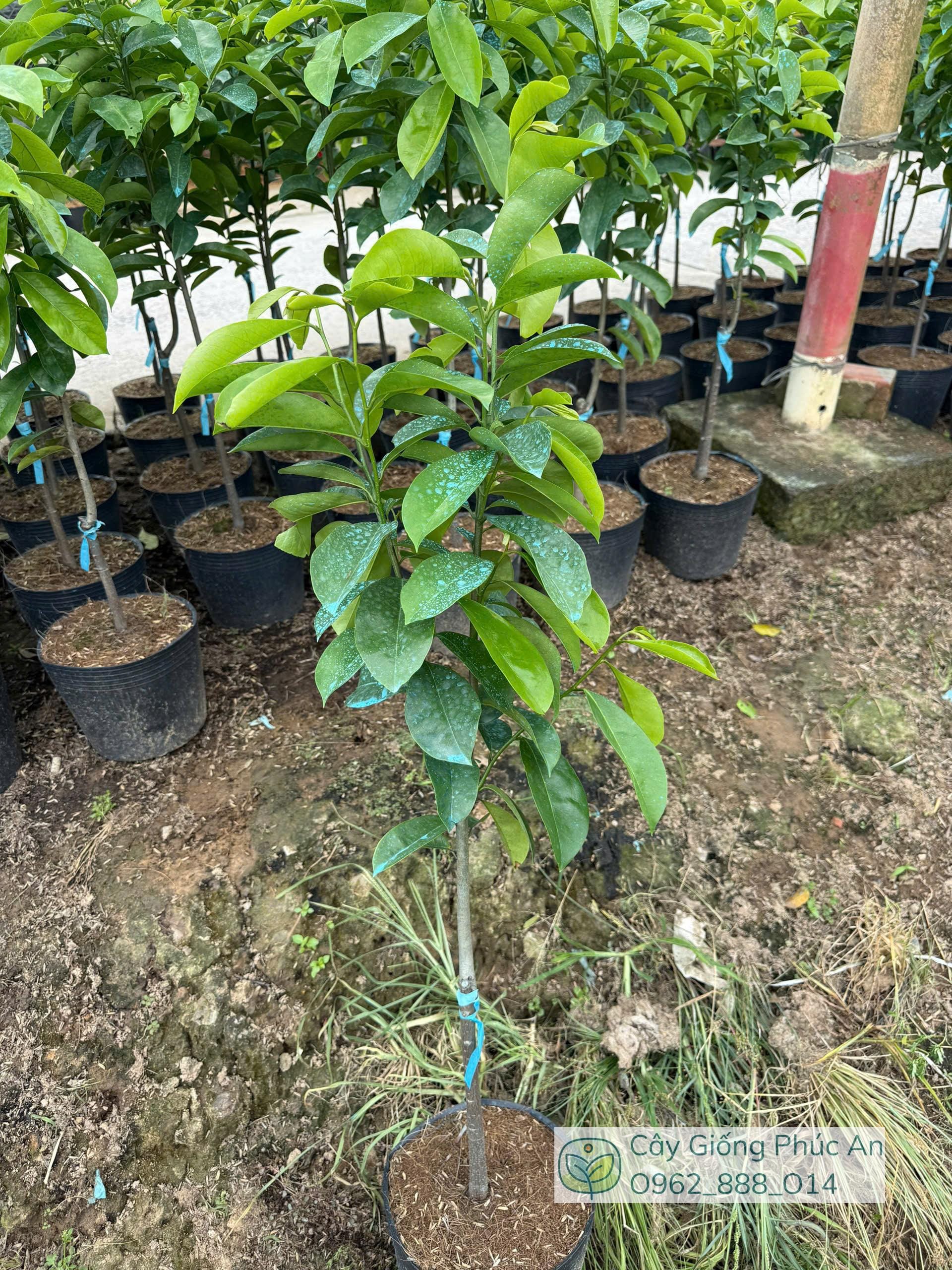 Cây giống mãng cầu xiêm thái cây lỡ - Phúc An