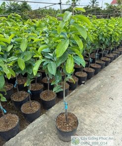 Cây giống mãng cầu xiêm thái cây lỡ - Phúc An