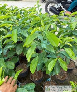 Cây giống mãng cầu xiêm thái cây lỡ - Phúc An