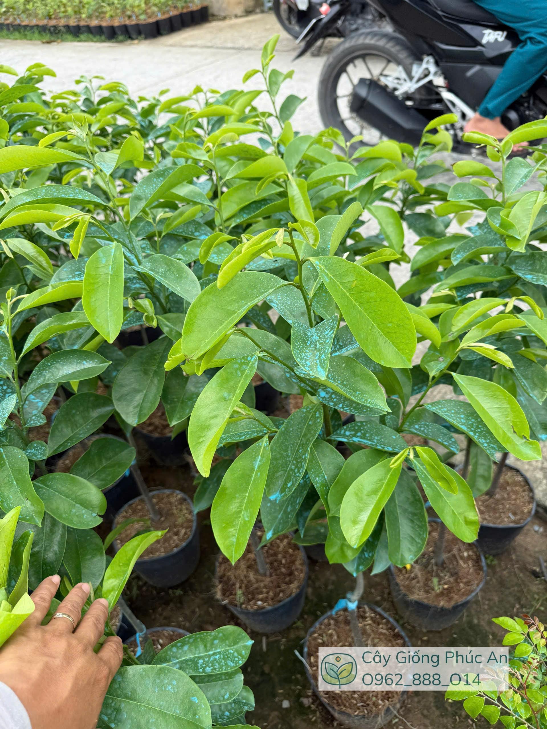 Cây giống mãng cầu xiêm thái cây lỡ - Phúc An