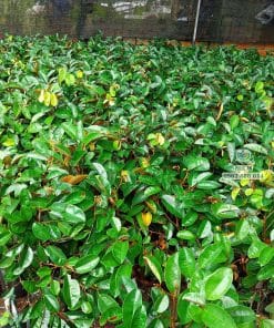 Vườn ươm cây giống vú sữa bơ hồng số lượng lớn của Cây Giống Phúc An