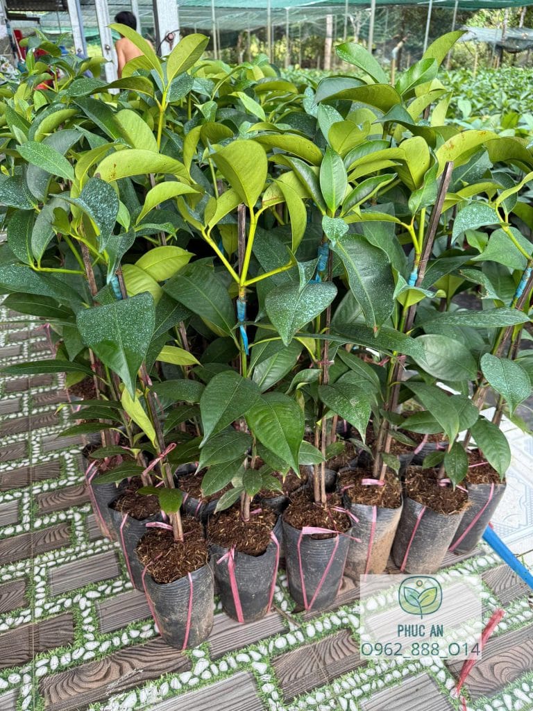 cay giong phuc an giao cay cho khach hang 18