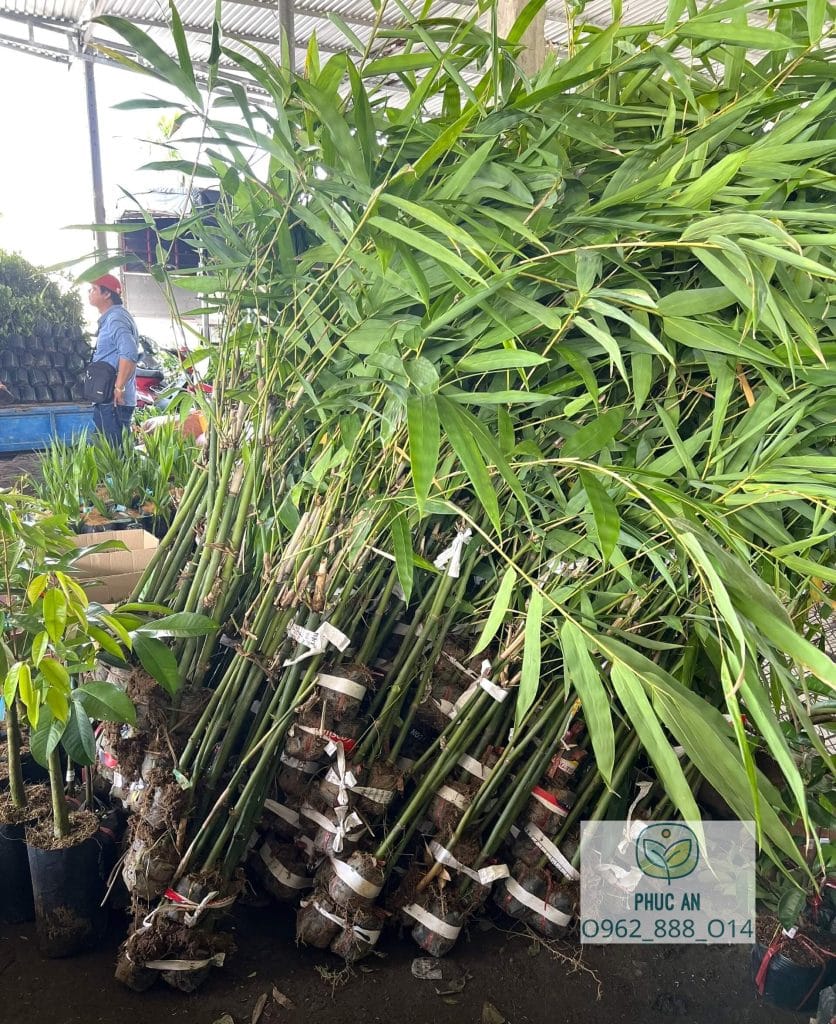 cay giong phuc an giao cay cho khach hang 26