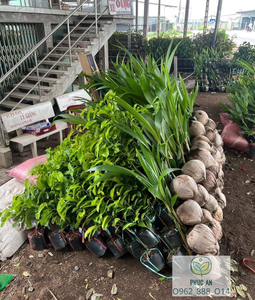 cay giong phuc an giao cay cho khach hang 28