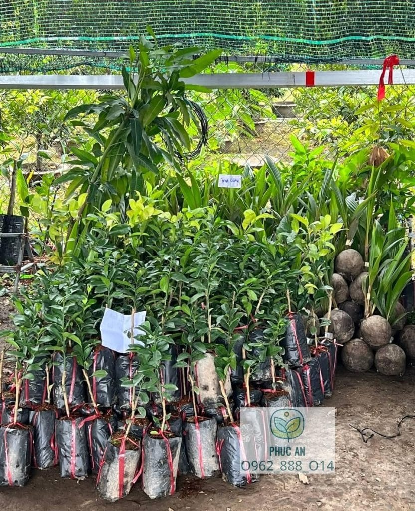 cay giong phuc an giao cay cho khach hang 32
