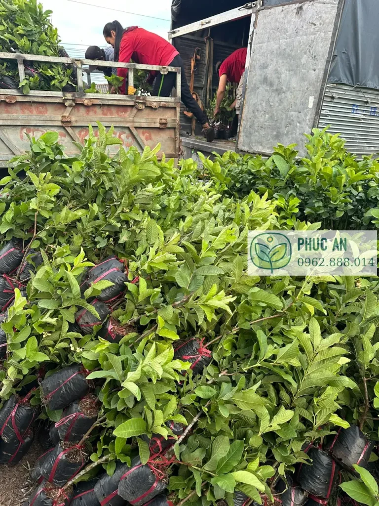 cay giong phuc an giao hang 1