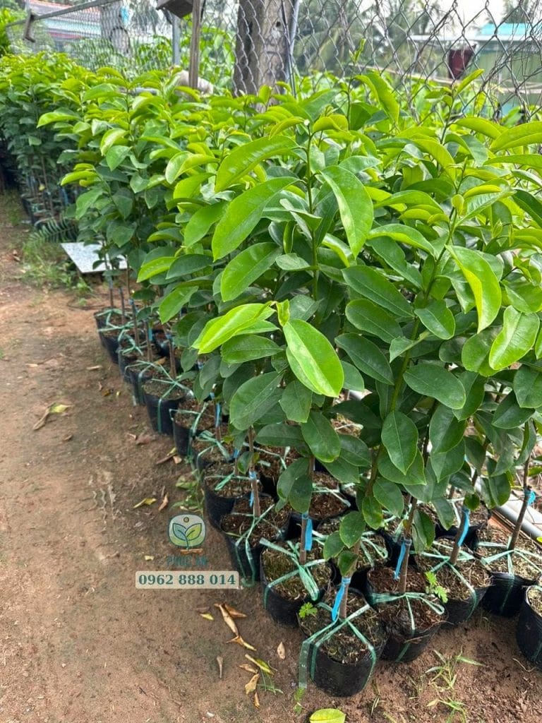 cay giong phuc an giao hang 10