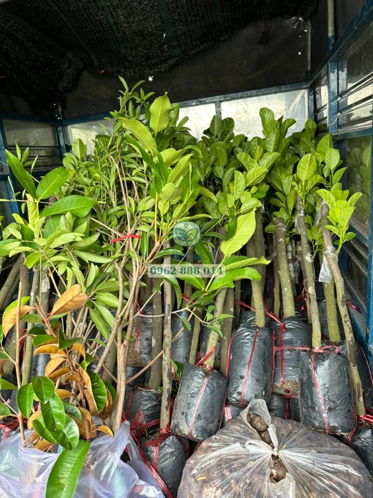 cay giong phuc an giao hang 11