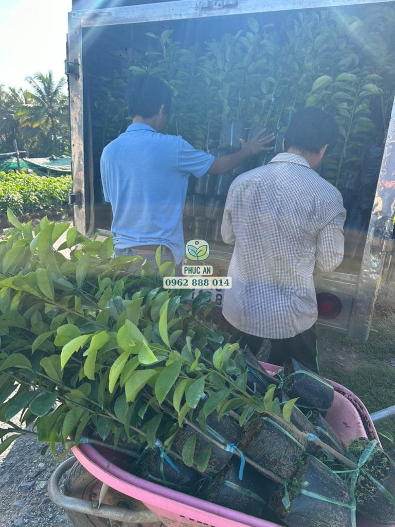 cay giong phuc an giao hang 12