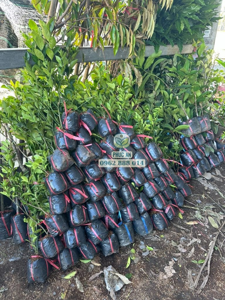cay giong phuc an giao hang 13