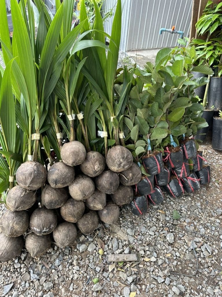 cay giong phuc an giao hang 14