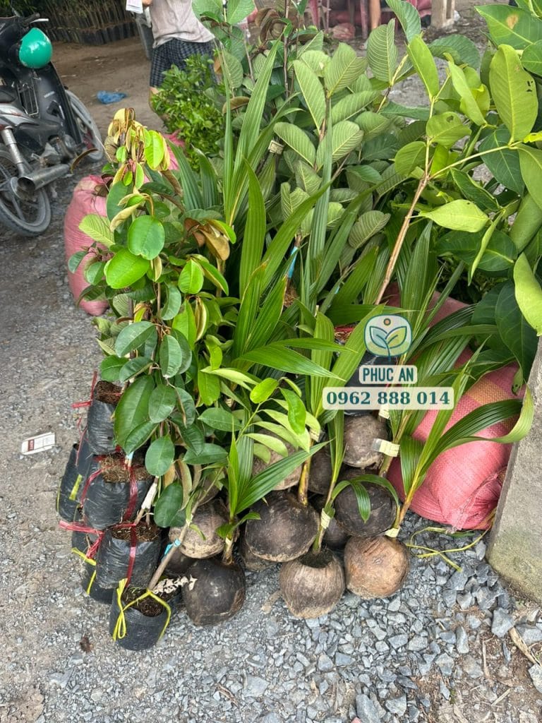 cay giong phuc an giao hang 15