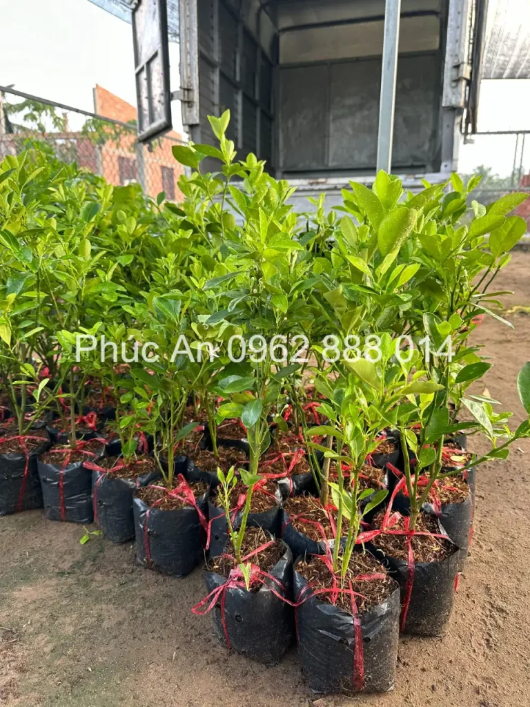 cay giong phuc an giao hang 3