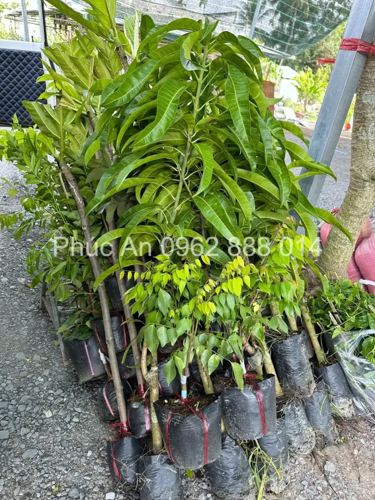 cay giong phuc an giao hang 5
