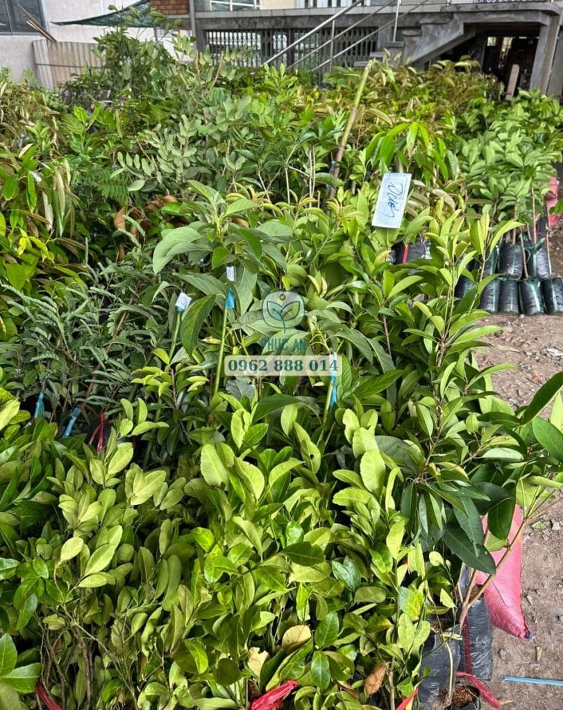 cay giong phuc an giao hang 5