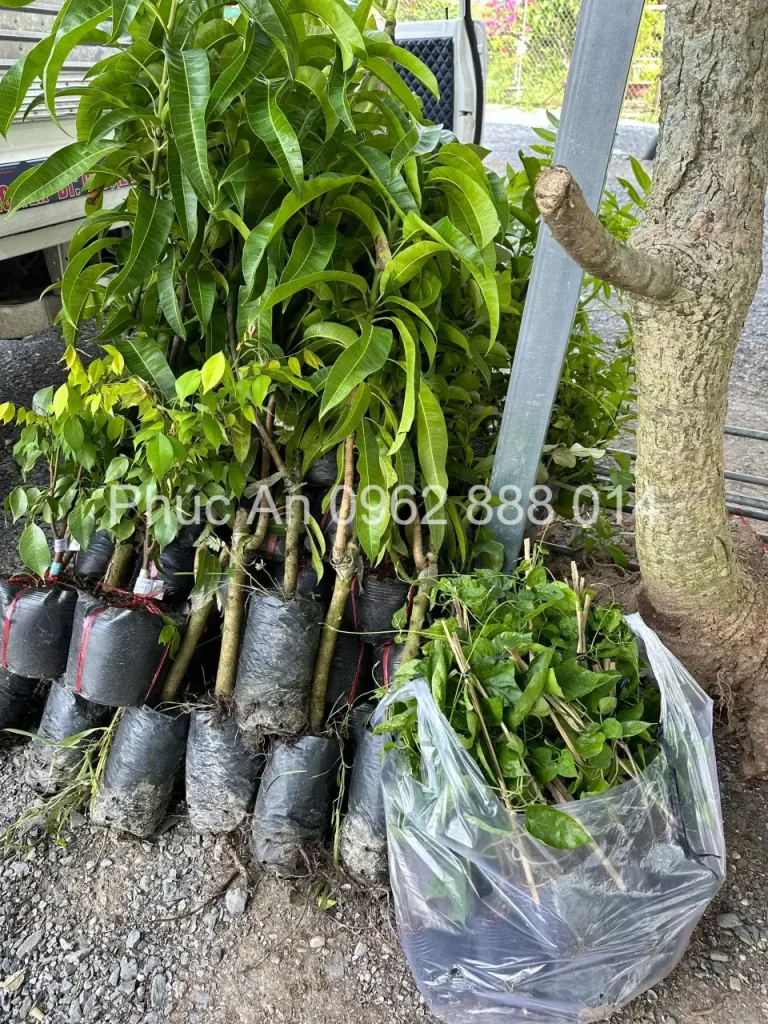 cay giong phuc an giao hang 6