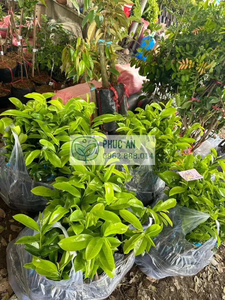 cay giong phuc an giao hang 7