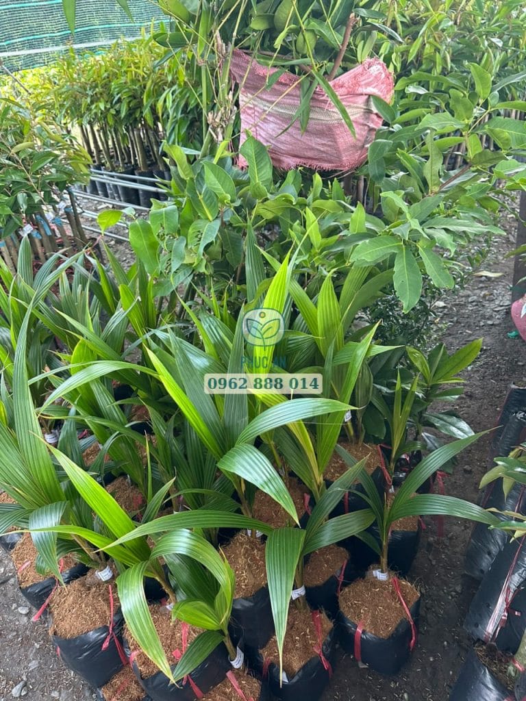 cay giong phuc an giao hang 8