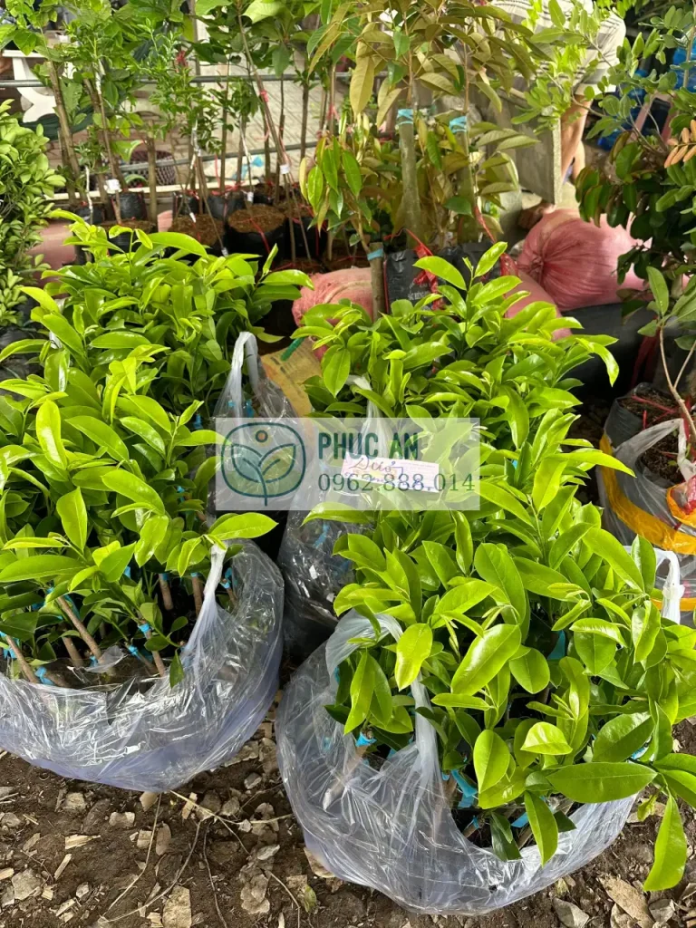 cay giong phuc an giao hang 8