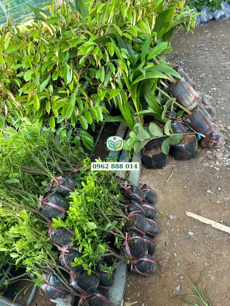 cay giong phuc an giao hang 9