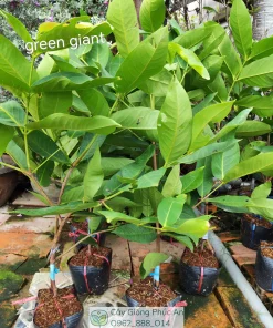 Cây giống mận Green Giant (xanh khổng lồ) 18 Cây giống mận Green Giant (xanh khổng lồ) tại Phúc An