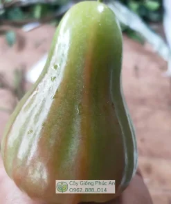 Cây giống mận Green Giant (xanh khổng lồ) 30 Trái mận Green Giant