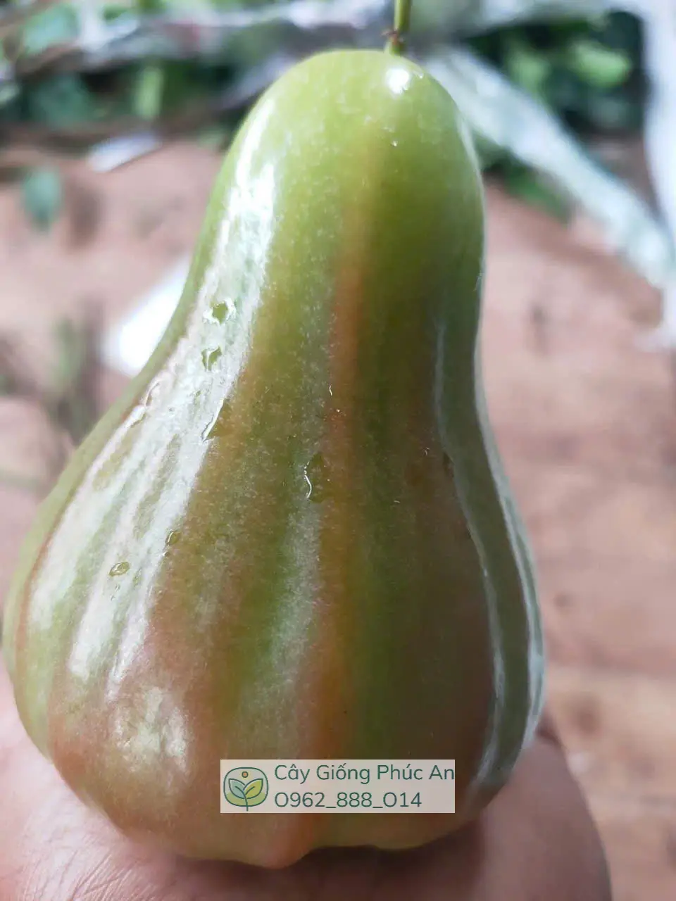 Cây giống mận Green Giant (xanh khổng lồ) 14 Trái mận Green Giant