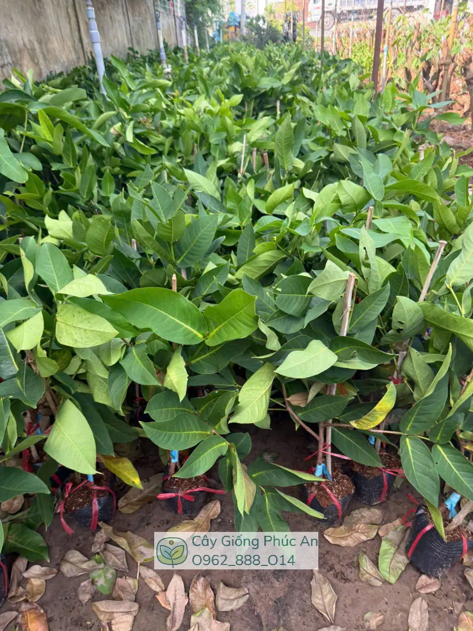 Cây giống mận Green Giant (xanh khổng lồ) 15 Lô cây mận Green Giant ở vườn ươm