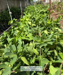 Cây giống mận Green Giant (xanh khổng lồ) 32 Lô cây mận Green Giant ở vườn ươm