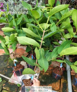 Cây giống mận Green Giant (xanh khổng lồ) 24 Cây giống mận Green Giant (xanh khổng lồ) tại Phúc An