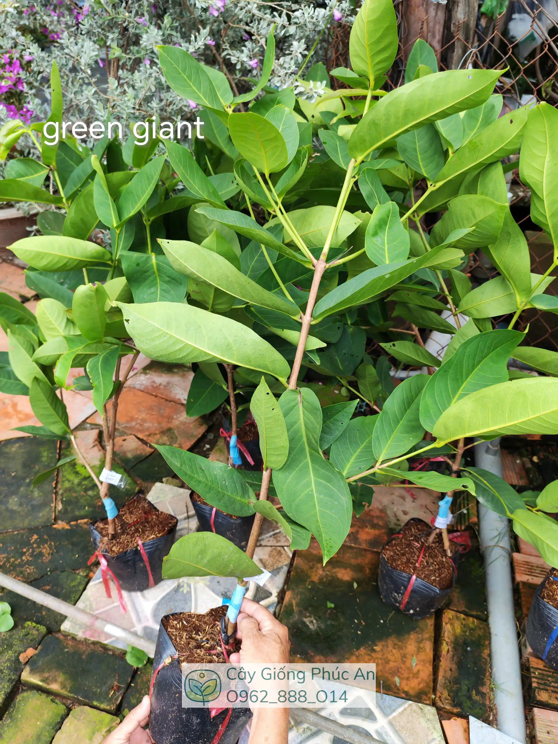 Cây giống mận Green Giant (xanh khổng lồ) 8 Cây giống mận Green Giant (xanh khổng lồ) tại Phúc An