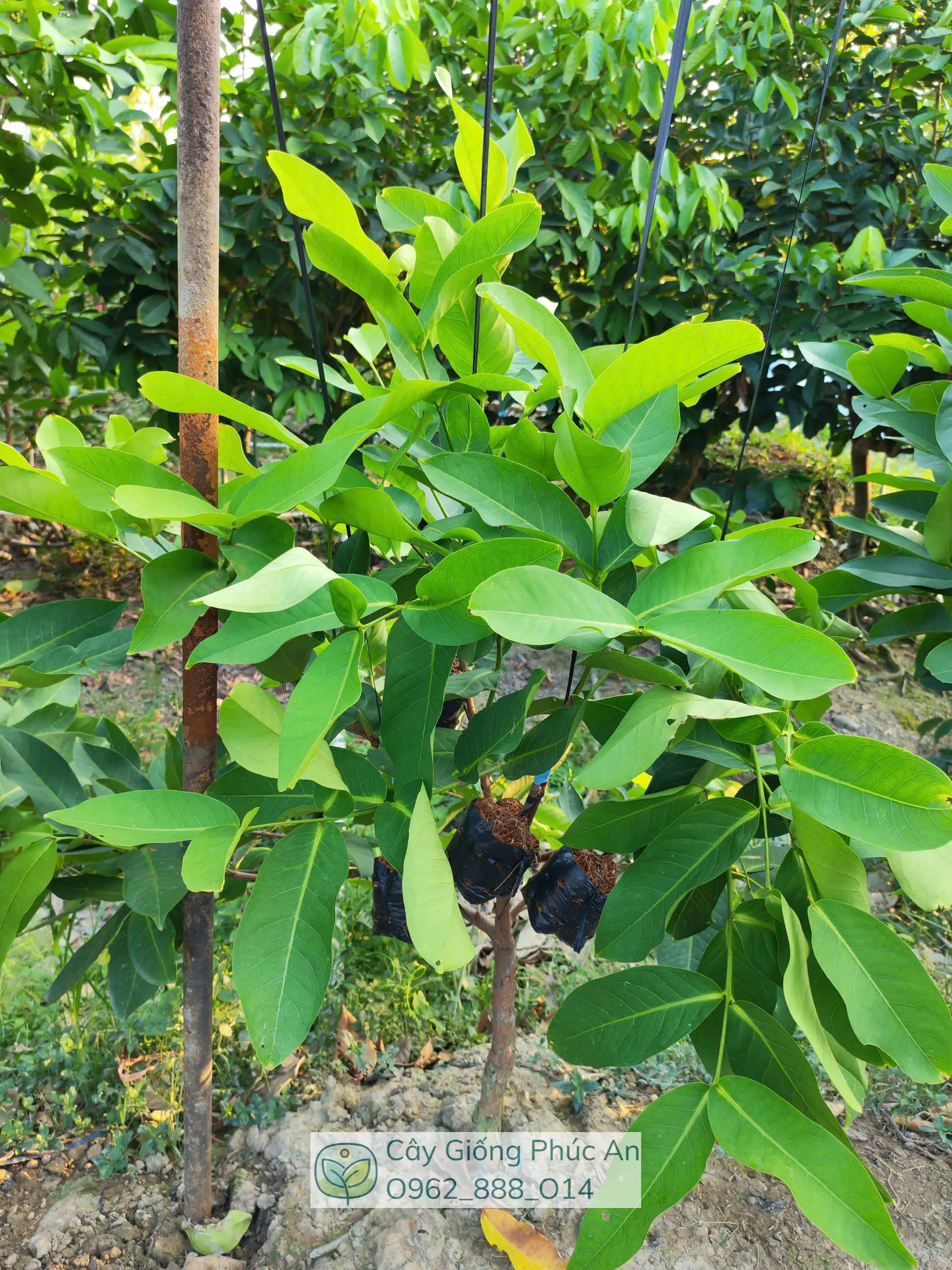 Cây giống mận Green Giant (xanh khổng lồ) 5 Ghép cành mận Green Giant tại Phúc An
