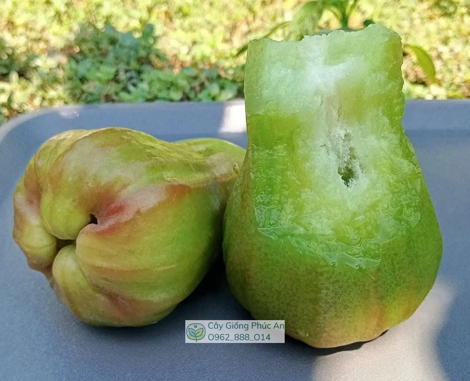 Cây giống mận Green Giant (xanh khổng lồ) 10 Trái mận Green Giant
