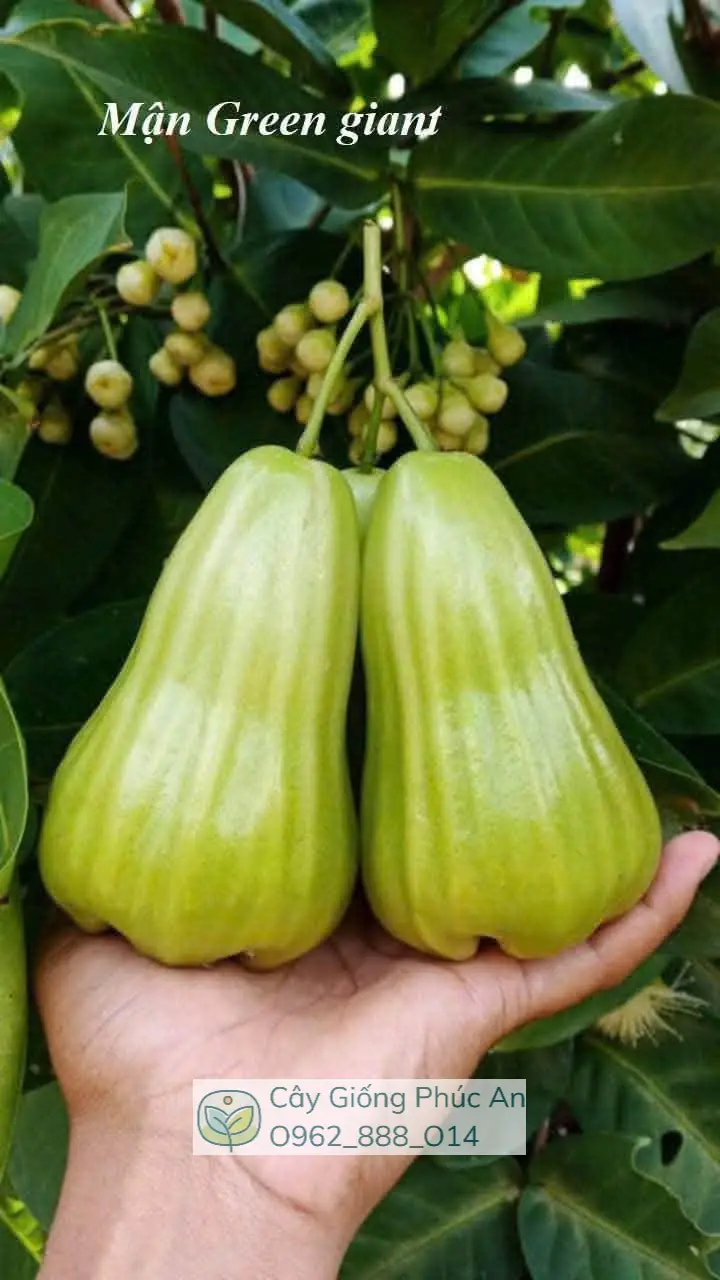 Cây giống mận Green Giant (xanh khổng lồ) 11 Trái mận Green Giant