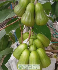 Trái mận Green Giant
