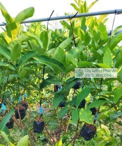 Ghép mận kim cương đen tại Cây Giống Phúc An