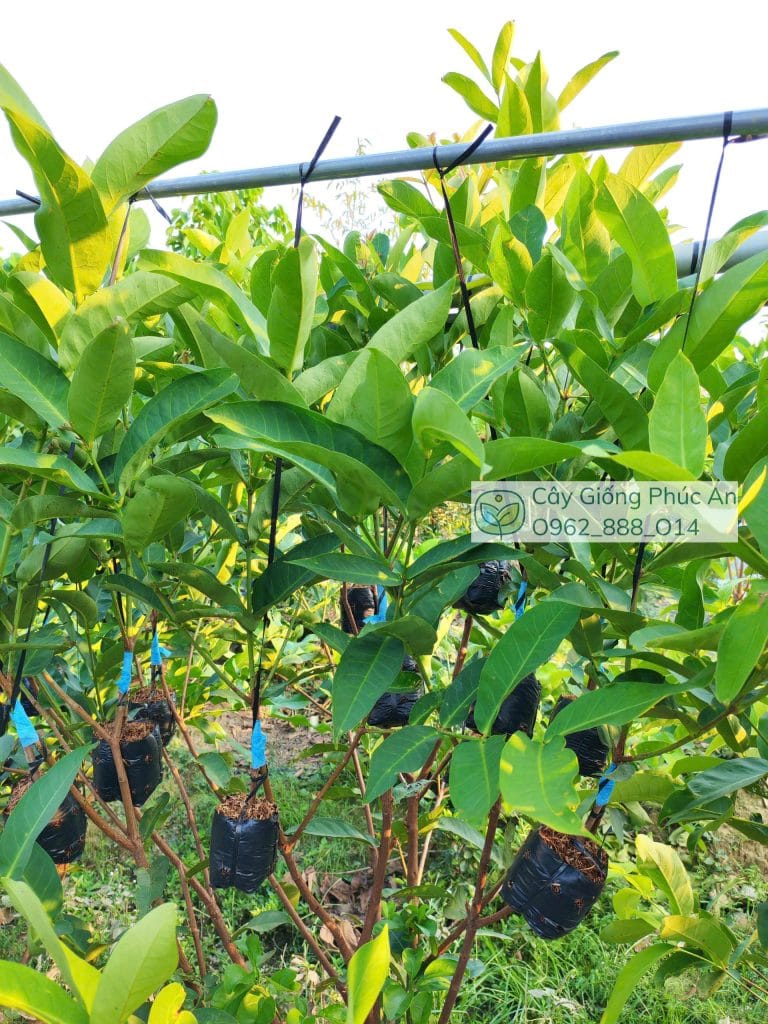Ghép mận kim cương đen tại Cây Giống Phúc An
