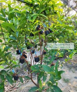 Ghép mận kim cương đen tại Cây Giống Phúc An