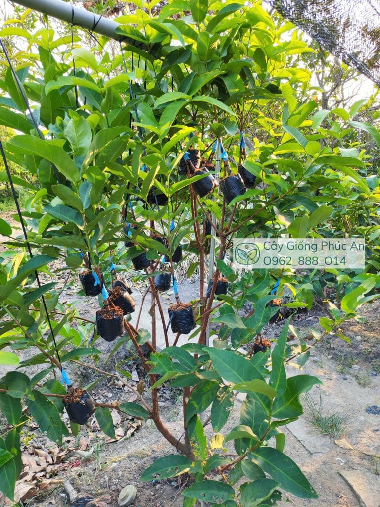 Ghép mận kim cương đen tại Cây Giống Phúc An