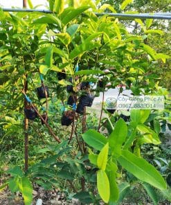 Ghép mận kim cương đen tại Cây Giống Phúc An