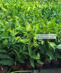 Cây giống mận kim cương đen nuôi bầu